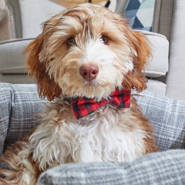 Beau Tie - Red & Red Check - 2 Pack