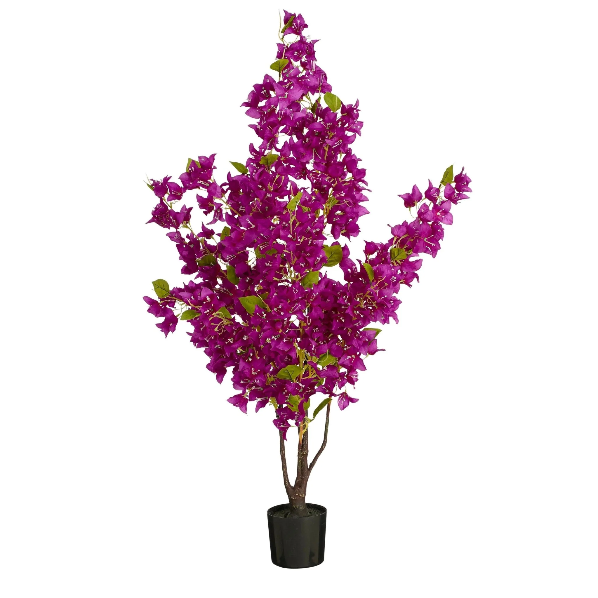 Bougainvillea Plant in Pot Fuchsia 120 x 50cm