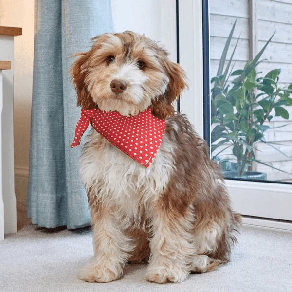 Dog Beau Bandana Red Polka - Large/X-Large