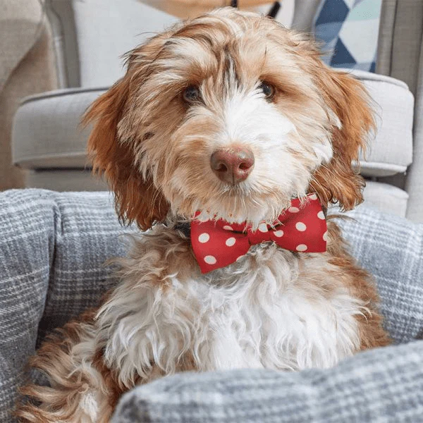 Dog Beau Tie 2pk - Red Polka/Red