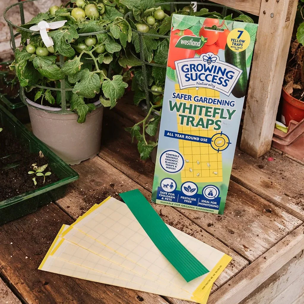 Growing Success Whitefly Traps - Image 2