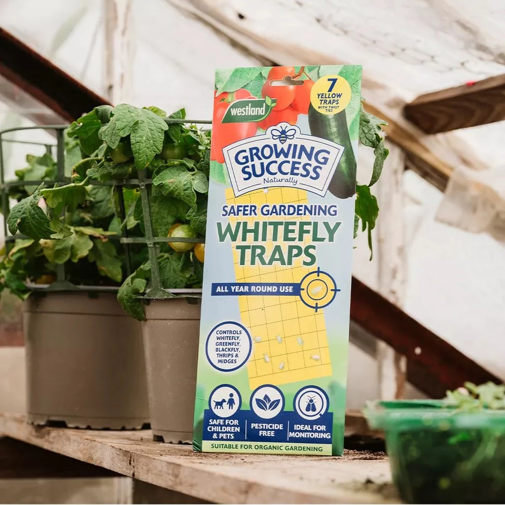 Growing Success Whitefly Traps - Image 3