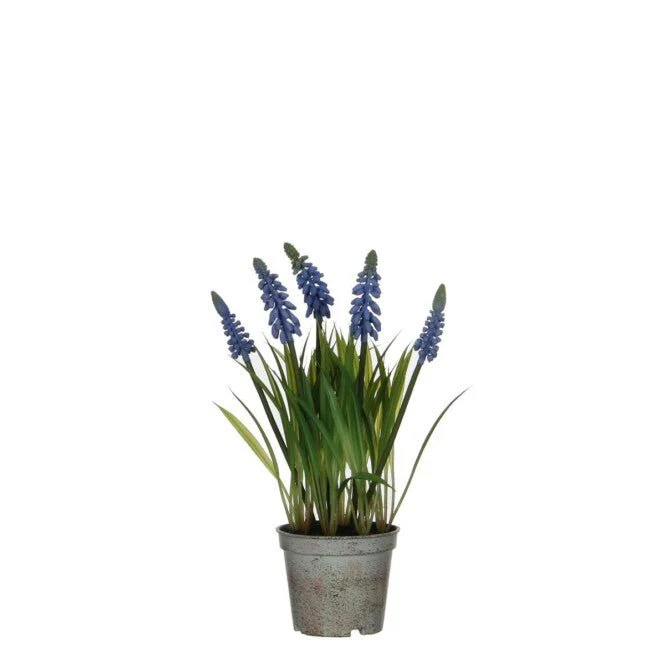 Hyacinth in Pot Blue 27cm