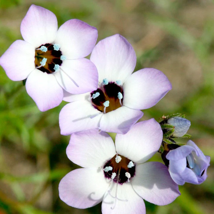 Suttons Gilia Violet Fields - Giag G116591
