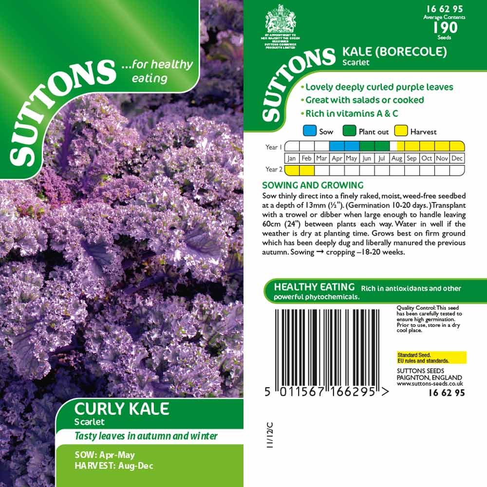 Suttons Kale Scarlet 166295 - Image 2