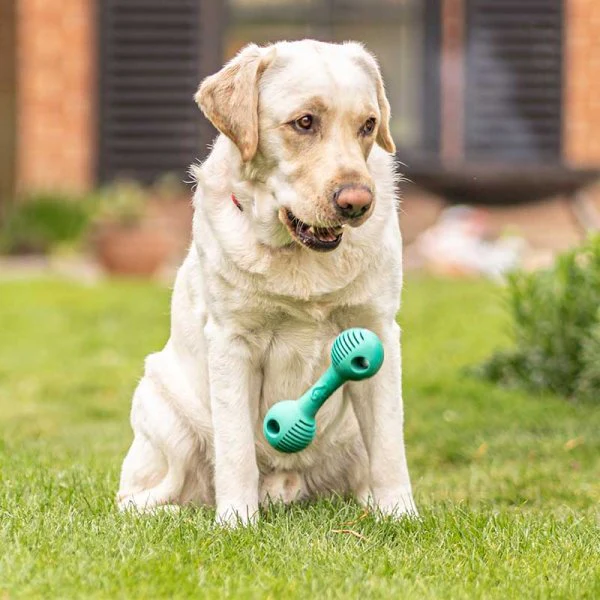 Zoon Rubber Dental GumBell - Image 2